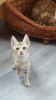 Additional photos: Lovely Savannah Kittens with Pedigree for sale