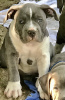 Photo №2 to announcement № 11460 for the sale of american bully - buy in France breeder