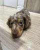 Photo №1. dachshund - for sale in the city of Йонава | 475$ | Announcement № 122763