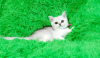 Photo №2 to announcement № 18222 for the sale of british shorthair - buy in Ukraine breeder