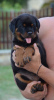 Photo №3. rottweiler. Serbia