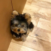 Photo №1. yorkshire terrier - for sale in the city of Stockholm | negotiated | Announcement № 77483