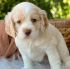 Photo №1. american cocker spaniel - for sale in the city of Hagen | 264$ | Announcement № 95700