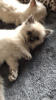 Photo №4. I will sell ragdoll in the city of Rüdersdorf. private announcement, breeder - price - 370$