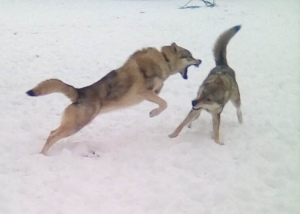 Additional photos: Czechoslovakian wolfdog puppies