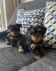 Photo №3. Adorable Yorkie puppies for sale. Germany