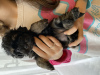 Photo №3. Maltipu puppies looking for a home. France