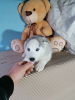 Photo №3. Siberian husky puppies. Russian Federation