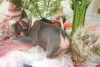 Photo №1. french bulldog - for sale in the city of Warsaw | negotiated | Announcement № 33286