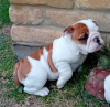 Additional photos: English bulldog