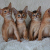 Photo №1. abyssinian cat - for sale in the city of Афины | negotiated | Announcement № 92629