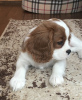 Photo №2 to announcement № 9168 for the sale of cavalier king charles spaniel - buy in Russian Federation breeder