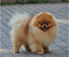 Photo №1. pomeranian - for sale in the city of Brașov | negotiated | Announcement № 112145