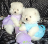 Photo №1. pomeranian - for sale in the city of Дрезден | 380$ | Announcement № 119992