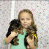 Photo №2 to announcement № 78564 for the sale of yorkshire terrier - buy in Greece private announcement