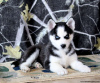 Photo №1. siberian husky - for sale in the city of Даллас | 330$ | Announcement № 45897