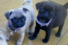 Photo №1. pug - for sale in the city of Helsinki | negotiated | Announcement № 52241