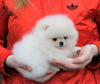 Photo №4. I will sell pomeranian in the city of Warsaw. private announcement - price - Is free