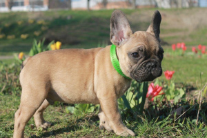 Photo №1. french bulldog - for sale in the city of Miami | 1800$ | Announcement № 2020