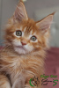 Photo №1. maine coon - for sale in the city of St. Petersburg | 678$ | Announcement № 19294