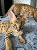 Photo №3. Available Savannah Kittens. United Kingdom