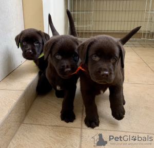 Photo №2 to announcement № 7436 for the sale of labrador retriever - buy in Russian Federation breeder