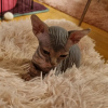 Photo №1. sphynx cat - for sale in the city of Portland | 650$ | Announcement № 65871