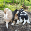 Photo №3. beagle puppies looking. Germany