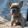 Photo №3. French Bulldog puppies for sale. Germany