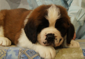 Photo №4. I will sell st. bernard in the city of Kazan. private announcement - price - Negotiated