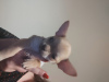 Additional photos: chihuahua babies