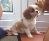 Photo №3. Adorable Cavalier King Charles Puppies for free adoption. Germany