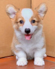 Photo №1. welsh corgi - for sale in the city of Berlin | negotiated | Announcement № 68781