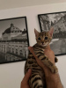 Photo №2 to announcement № 96386 for the sale of bengal cat - buy in Germany private announcement