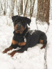 Photo №1. rottweiler - for sale in the city of Москва | Is free | Announcement № 127752