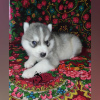 Photo №4. I will sell siberian husky in the city of Voronezh. from nursery - price - negotiated