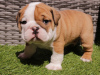 Photo №1. english bulldog - for sale in the city of Sydney | Is free | Announcement № 89737