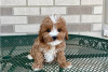 Photo №1. non-pedigree dogs - for sale in the city of Bamberg | Is free | Announcement № 117856