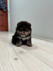 Additional photos: Pomeranian, puppies of the highest quality