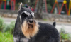 Photo №2 to announcement № 20368 for the sale of schnauzer - buy in Russian Federation from nursery