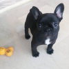 Photo №1. french bulldog - for sale in the city of Stockholm | 423$ | Announcement № 78840