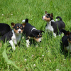 Photo №2 to announcement № 18609 for the sale of basenji - buy in Netherlands private announcement
