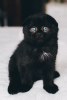 Photo №4. I will sell scottish fold in the city of Москва. breeder - price - negotiated