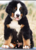 Photo №3. Bernese Mountain Dog puppies. Serbia