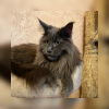 Photo №1. maine coon - for sale in the city of Minsk | 157$ | Announcement № 8828