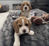 Additional photos: For sale English Beagle puppies