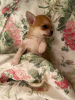 Photo №2 to announcement № 13759 for the sale of chihuahua - buy in Belarus breeder