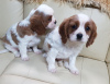 Photo №1. cavalier king charles spaniel - for sale in the city of Munich | negotiated | Announcement № 43183