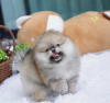Photo №2 to announcement № 99742 for the sale of pomeranian - buy in Germany breeder