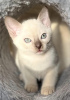 Photo №4. I will sell tonkinese cat in the city of Riga. from nursery - price - 1057$